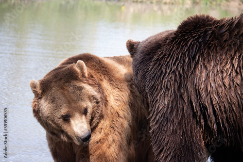 Wallpaper Mural brown bear cub Torontodigital.ca