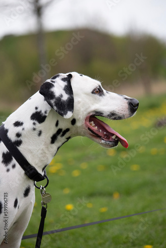 Dalmatian