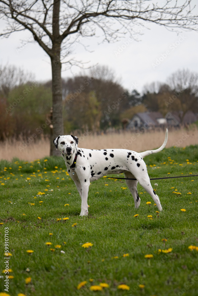 Dalmatian