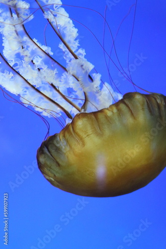 Sea jellies swimming in a Galveston Texas aquarium, subphylum Medusozoa, the beautiful jellyfish extends its tentacles  photo