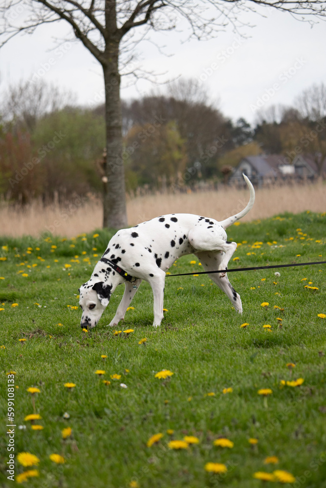 Dalmatian Dalmatian