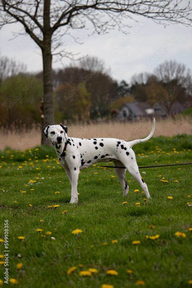 Dalmatian Dalmatian