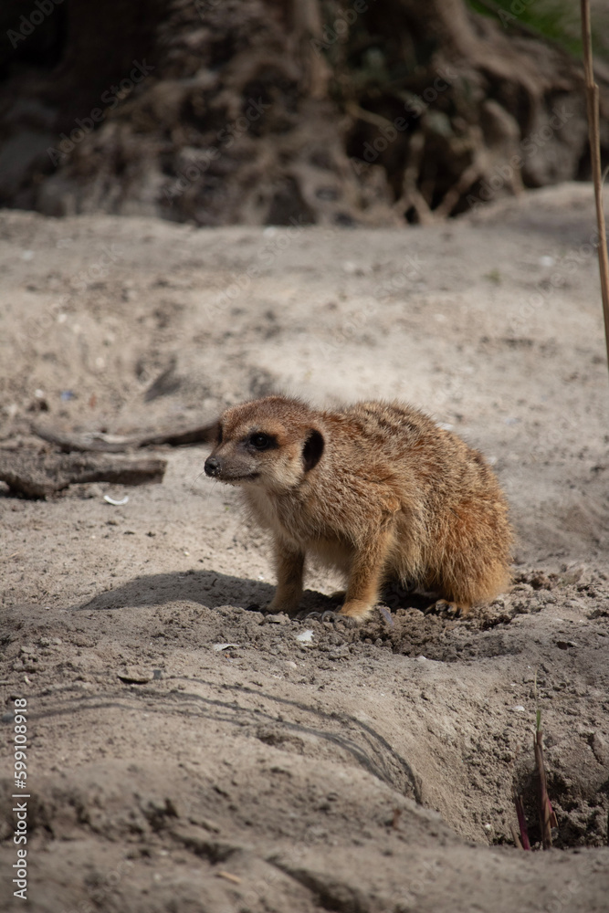 Fototapeta premium meerkat on the ground