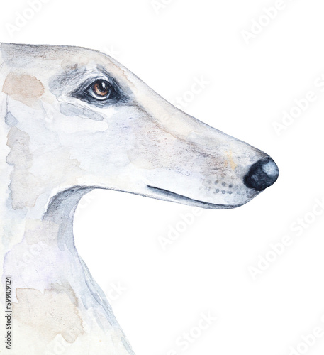 Fotografia Watercolour illustration of Borzoi Hunting Sighthound