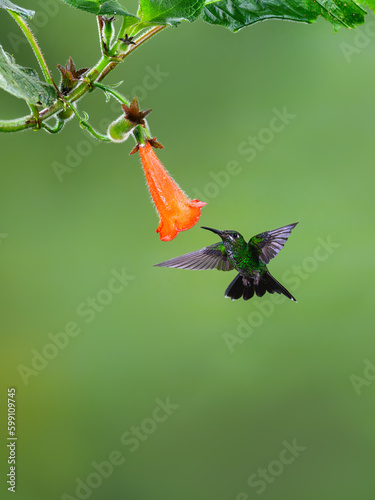 Green-crowned brilliant Hummingbird in flight collecting nectar from orange Kohleria flower on green background photo