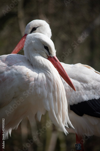 white stork ciconia