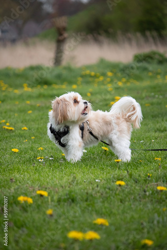 shih-tzu