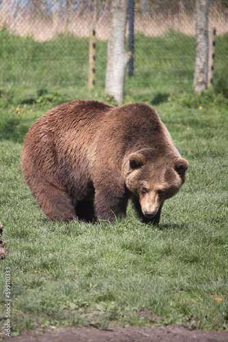 brown bear in the woods