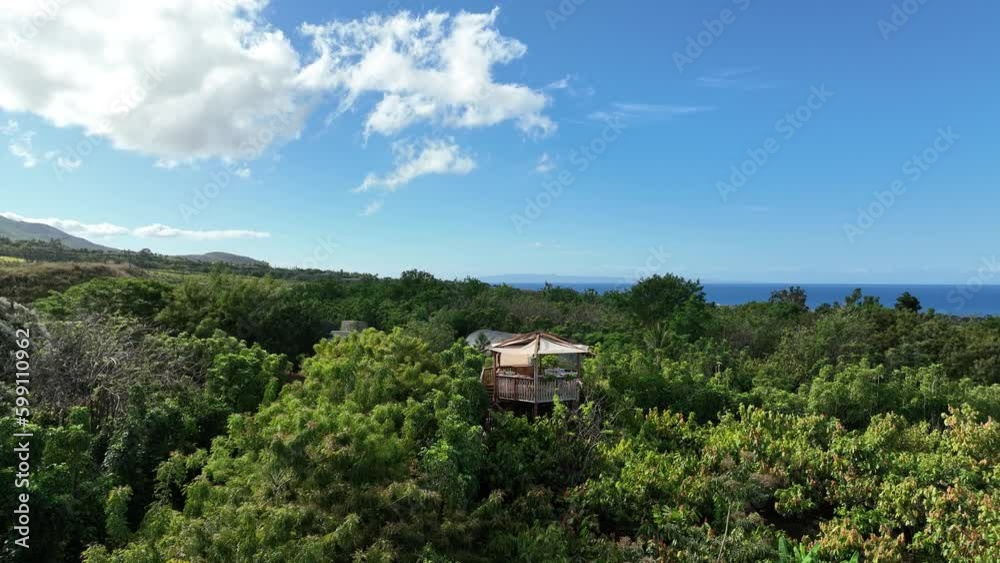 Spectacular Views Of A Cacao Farm Along The Coast Of Maui; Aerial Approach Towards Tree House. Spectacular Views Of A Cacao Farm Along The Coast Of Maui; Aerial Approach Towards Tree House.