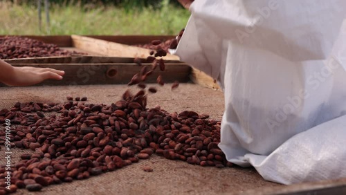 Fresh Local Grown Cacao Beans On A Chocolate Farm In Hawaii. photo