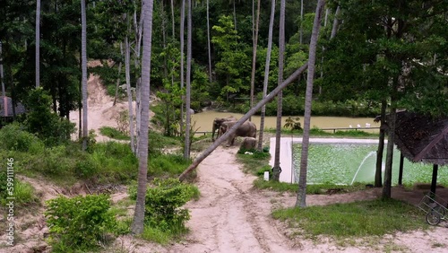 Asian elephants grazing by pool in elephant sanctuary jungle, Thailand. photo