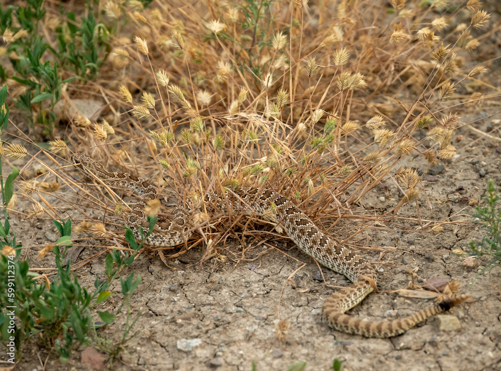 Rattle Snake Crawls Through Tuft of Dry Grass Rattle Snake Crawls Through Tuft of Dry Grass