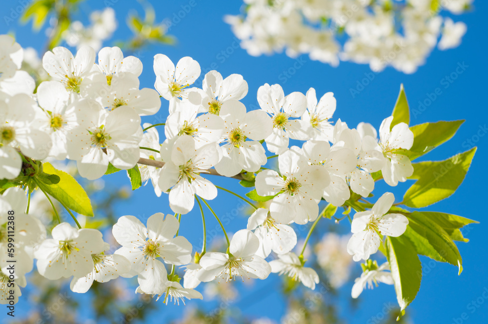 white cherry blossom petals on blue background