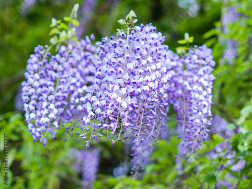 鬼滅の刃の花