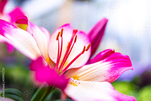 Beautiful white pink lily flower close up