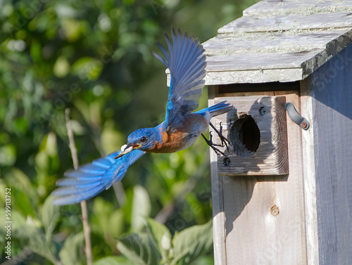 Female eastern bluebird - Sialia sialis - dangling Little Brown ground Skink - Scincella lateralis in front of nest box opening to encourage fledglings to come out photo