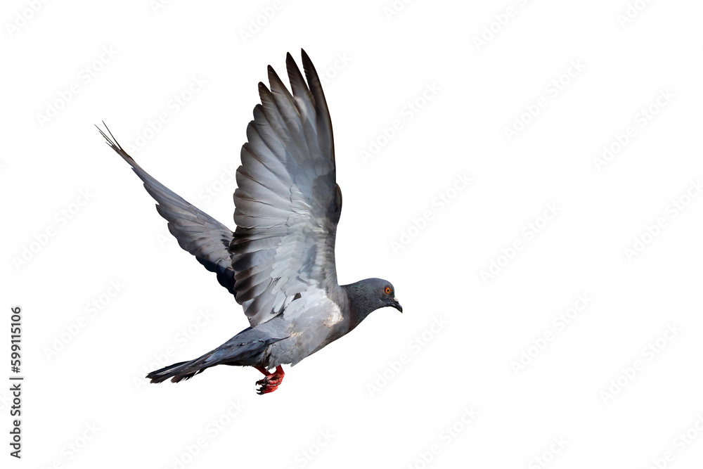 Obraz premium Beautiful Pigeon flying isolated on transparent background png file