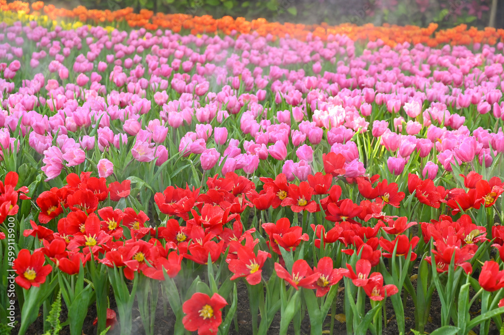 beautiful red and pink tulip in the garden, natural background beautiful red and pink tulip in the garden, natural background