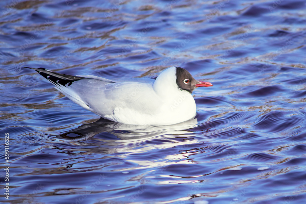 Black-headed snow-white gull on the water surface of the city river. Black-headed snow-white gull on the water surface of the city river.