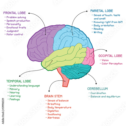 brain function