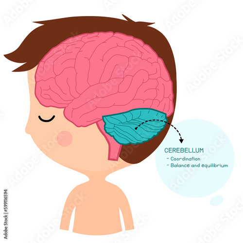cerebellum brain