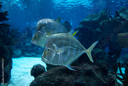 Fish swimming at an aquarium © Denisse