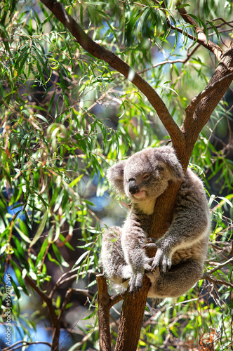 Koala sleeping in a tree