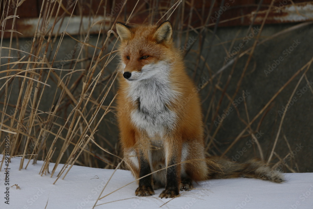 Fototapeta premium red fox in the snow