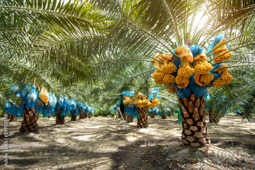 Plantation of ripening date palms, Bahi dates are sweet and delicious when eaten raw photo