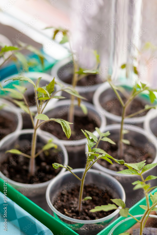 Close-up of seedlings of green small thin leaves of a tomato plant in a container growing indoors in the soil in spring. Seedlings on the windowsill Close-up of seedlings of green small thin leaves of a tomato plant in a container growing indoors in the soil in spring. Seedlings on the windowsill