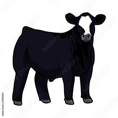 beefmaster heifer cattle livestock show-1