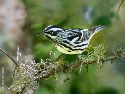 Obraz na plátně The black and white warbler (Miniotilta varia)