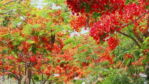Sunny view of the flame tree blossom photo