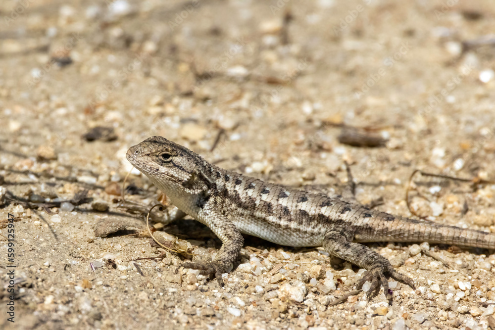 A Western Fence Lizard on the ground in a garden A Western Fence Lizard on the ground in a garden