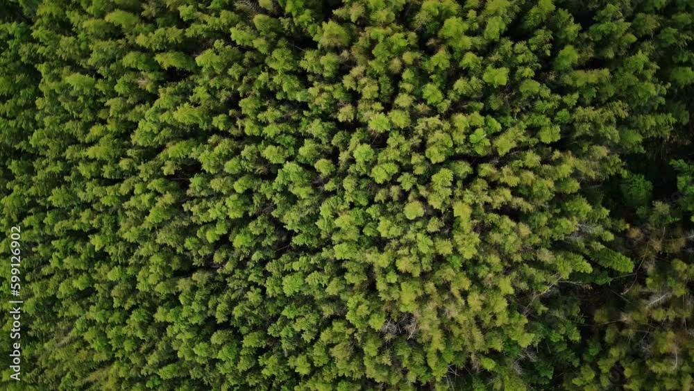Aerial photography of dense jungle Aerial photography of dense jungle