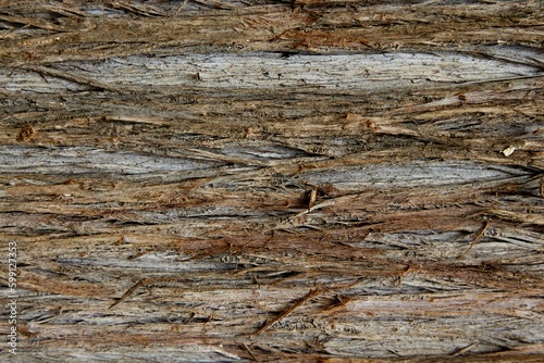 gray-brown tree bark texture  macro photography