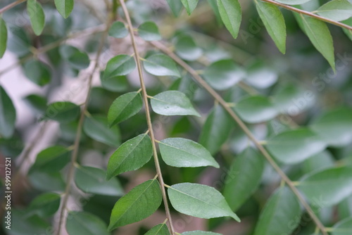 Salam koja or temurui, sicerek, ki becetah, korokeling are plants whose leaves are used as a curry spice, so they are known as curry leaves. Murraya koenigii. photo