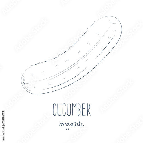 cucumber isolated on white background