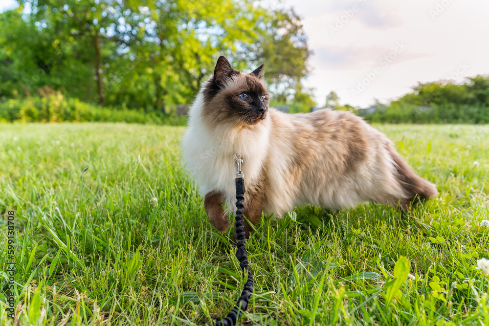 Obraz premium Balinese cat on grass