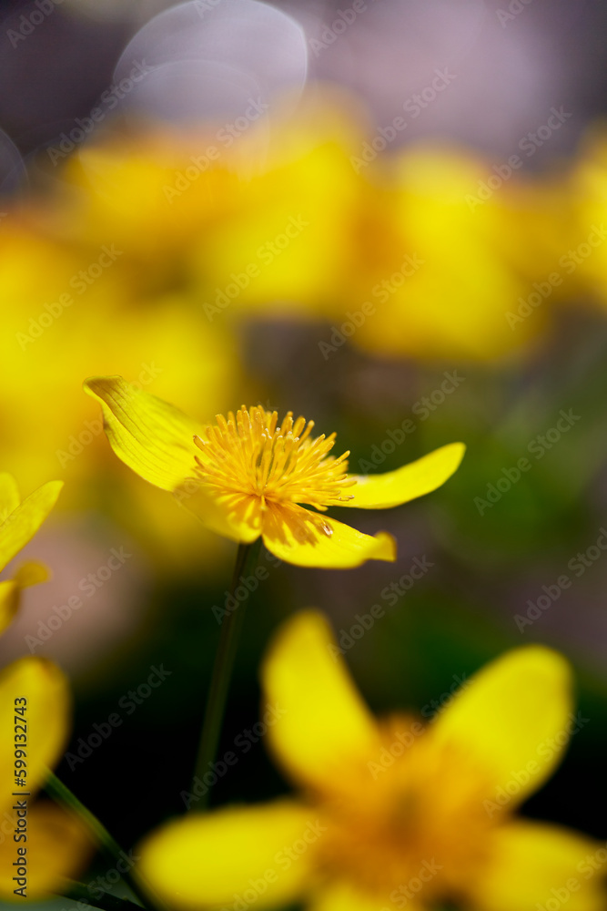 Close-Up; Spring ephemerals (Caltha palustris var. nipponica, エゾノリュウキンカ) swaying in the spring breeze in the wildflower garden at Midorigaoka Park, Obihiro City, Japan Close-Up; Spring ephemerals (Caltha palustris var. nipponica, エゾノリュウキンカ) swaying in the spring breeze in the wildflower garden at Midorigaoka Park, Obihiro City, Japan
