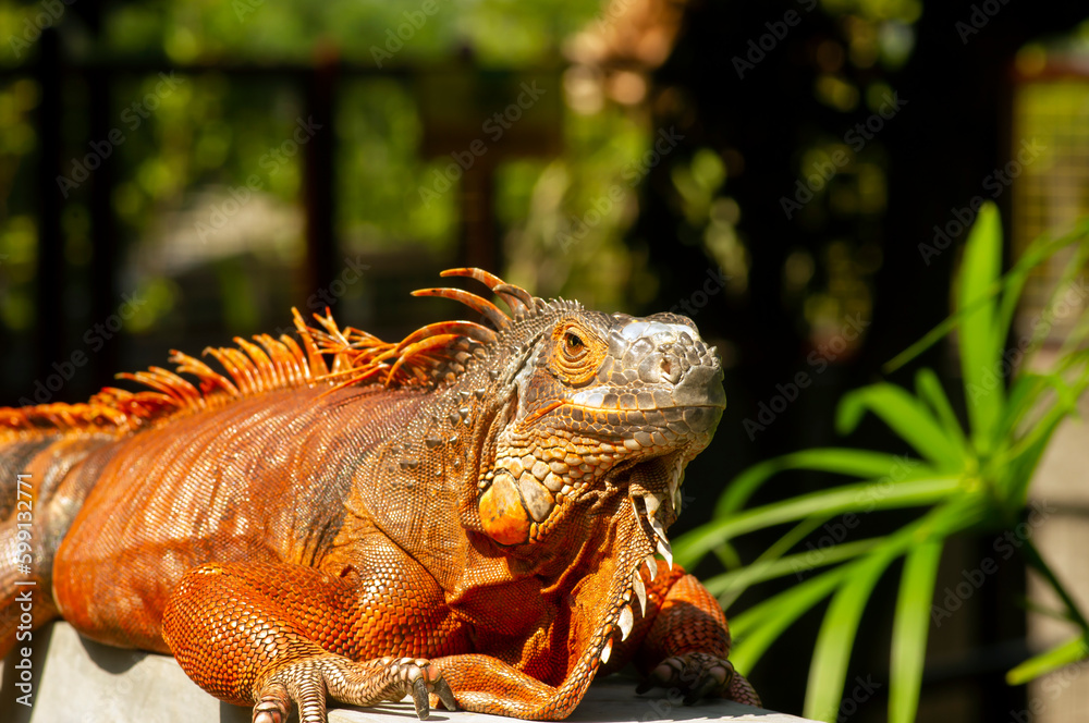 Fototapeta premium Bright orange iguana (Iguana iguana) under sunshine, with blur background