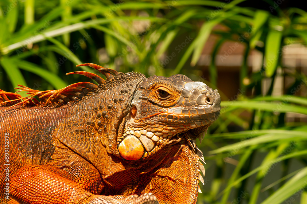 Fototapeta premium Bright orange iguana (Iguana iguana) under sunshine, with blur background