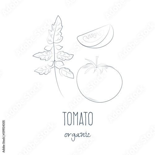 Hand drawn tomato illustration isolated on white