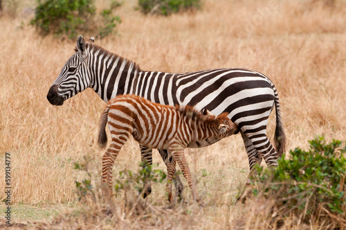 Zebras in the wild- Zebra foal nursing  Serengeti National Park  Tanzania