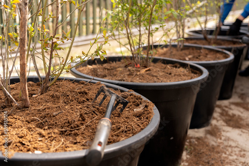 Care and planting of blueberry bushes in large containers with fertilizers and soil. The concept of gardening and growing plants