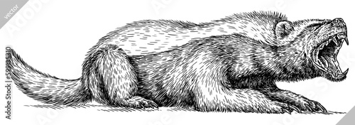 Vintage engraving isolated honey badger set illustration ink sketch. Ratel background tropical animal silhouette art. Black and white hand drawn image.