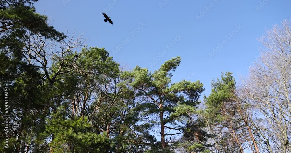 black birds near pine trees in early spring in sunny clear weather, blue sky and pine trees with deciduous trees in early spring black birds near pine trees in early spring in sunny clear weather, blue sky and pine trees with deciduous trees in early spring