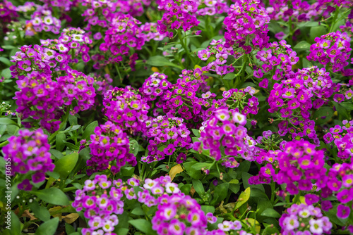 Lobularia maritima Sweet Alyssum Royal Carpet flowers in summer garden. Sweet alison pretty flowers bed blooming