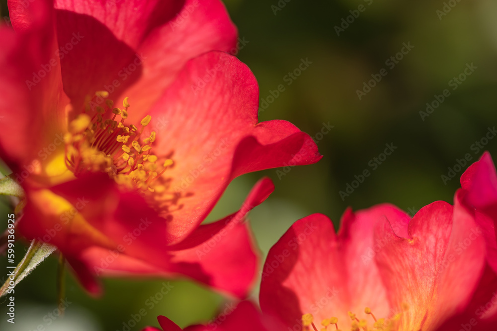 Close-up of a red rose in full bloom with yellow filaments in front of a blurred background