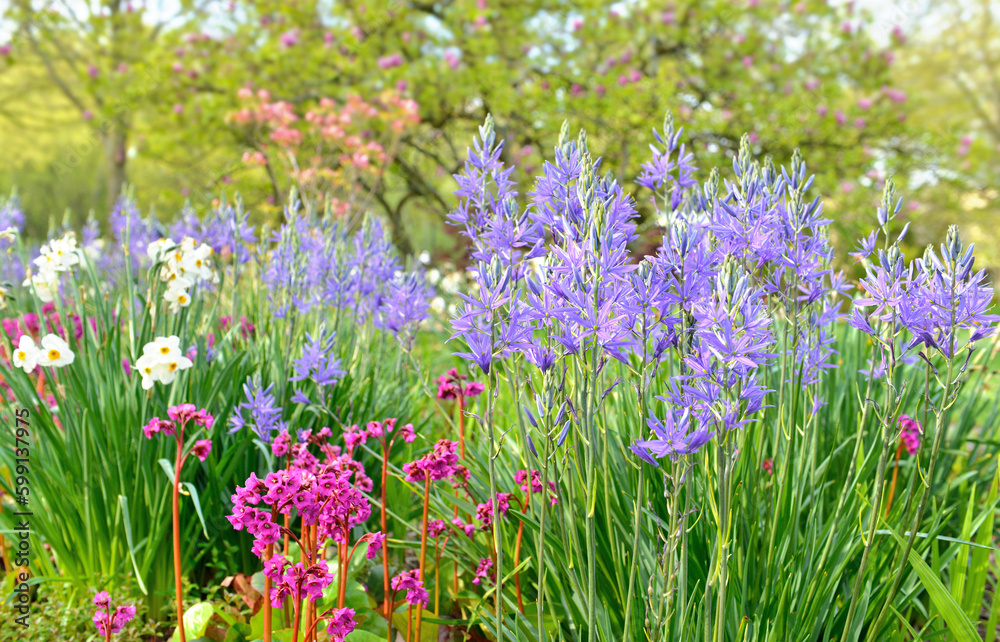 colorful flowers blooming in a flower bed in front of magnolia tree in a park